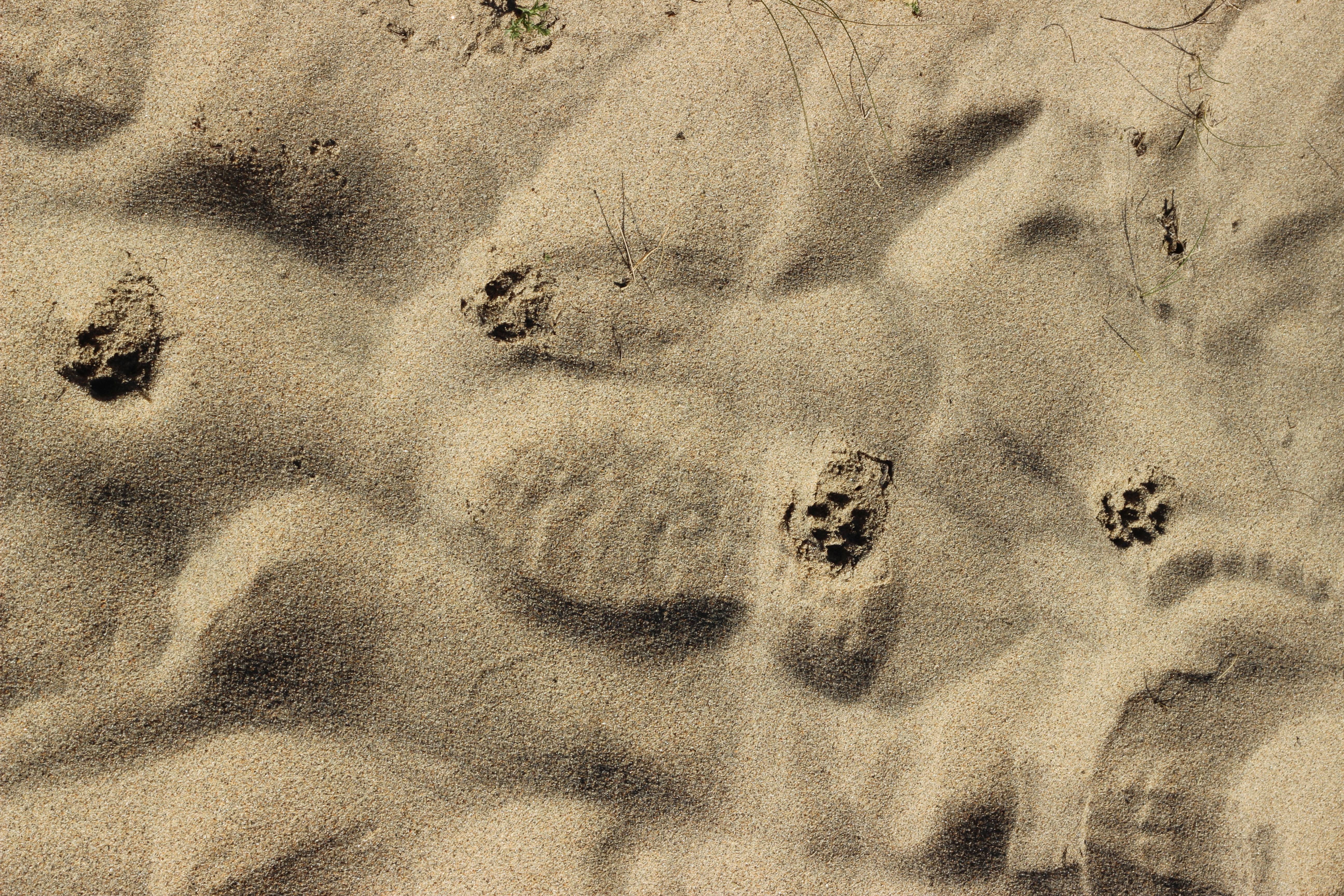 tracks in sand