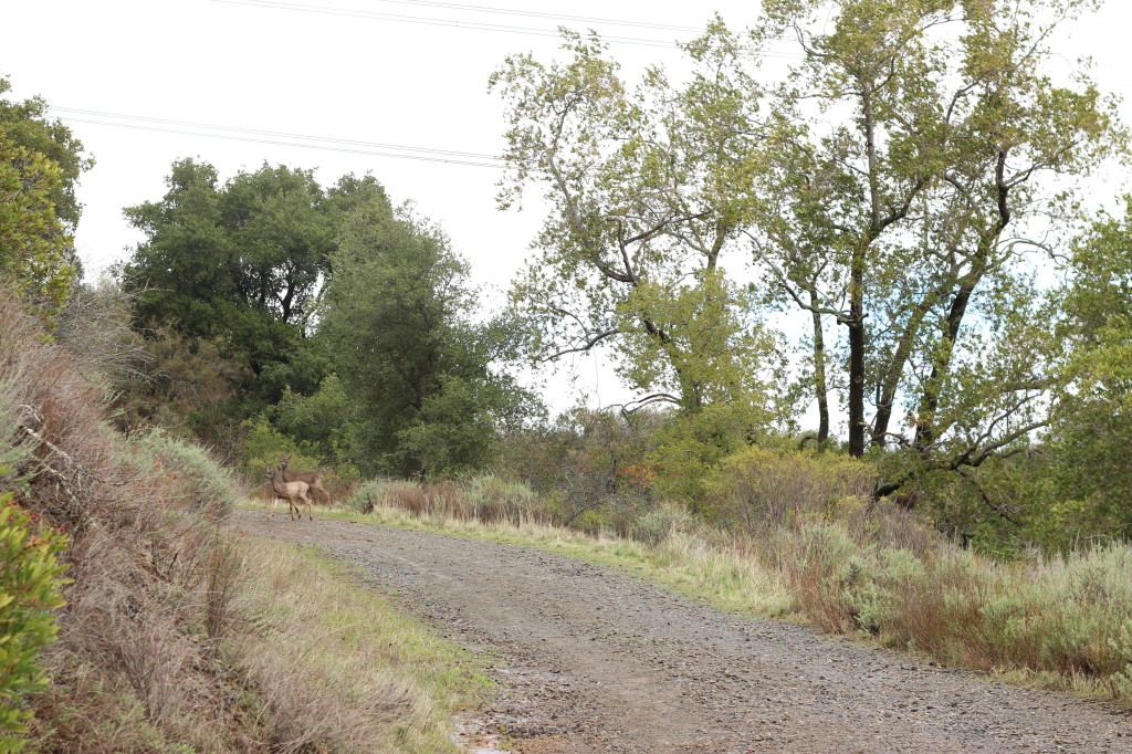 Deer on Bald Mountain trail