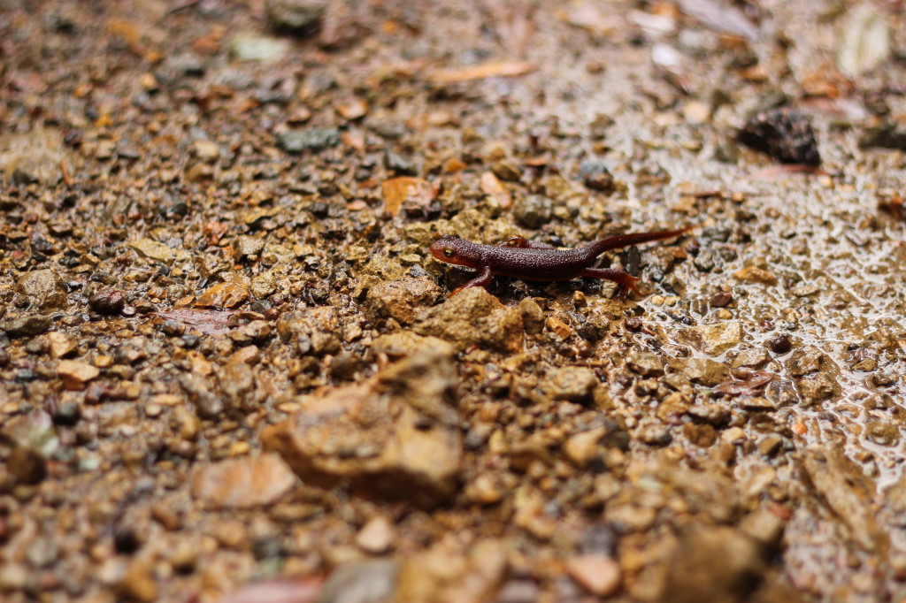 Bald Mountain newt