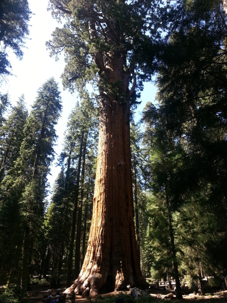 Sequoia and Kings Canyon National Park: General Sherman Tree