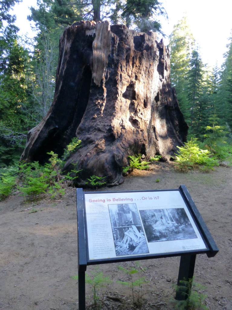 Chicago Stump