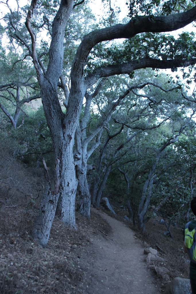 Bishop Peak shade