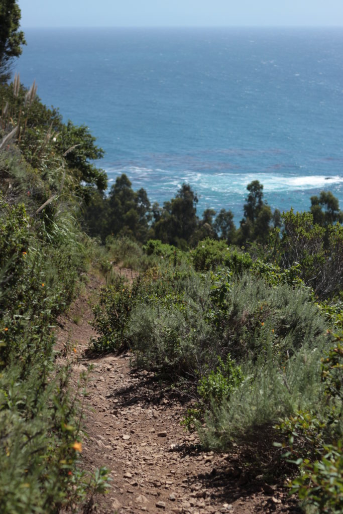 Vicente Flat Trail vegetation