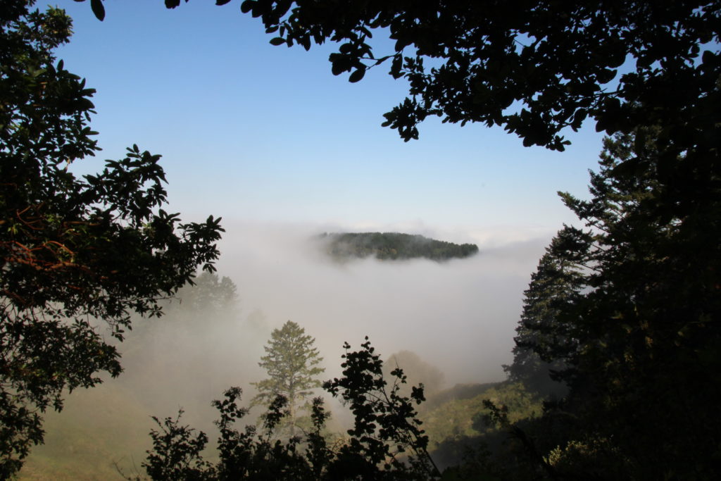 Purisima Creek Redwoods Loop