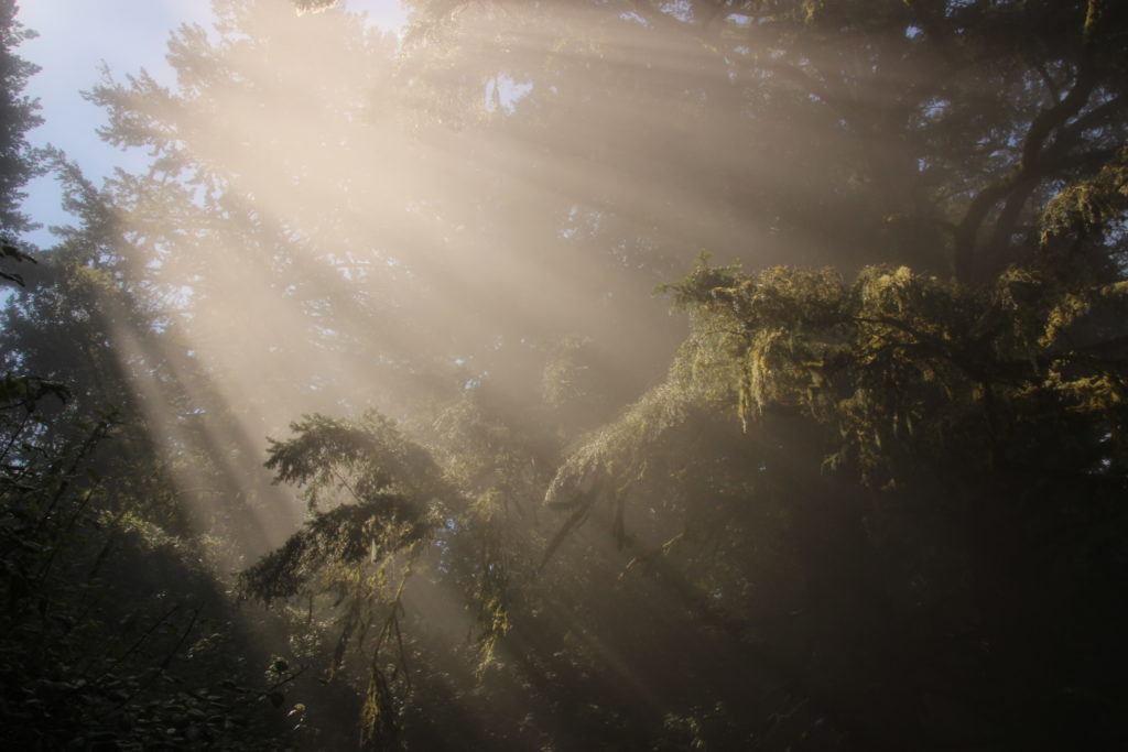 Purisima Creek Redwoods loop