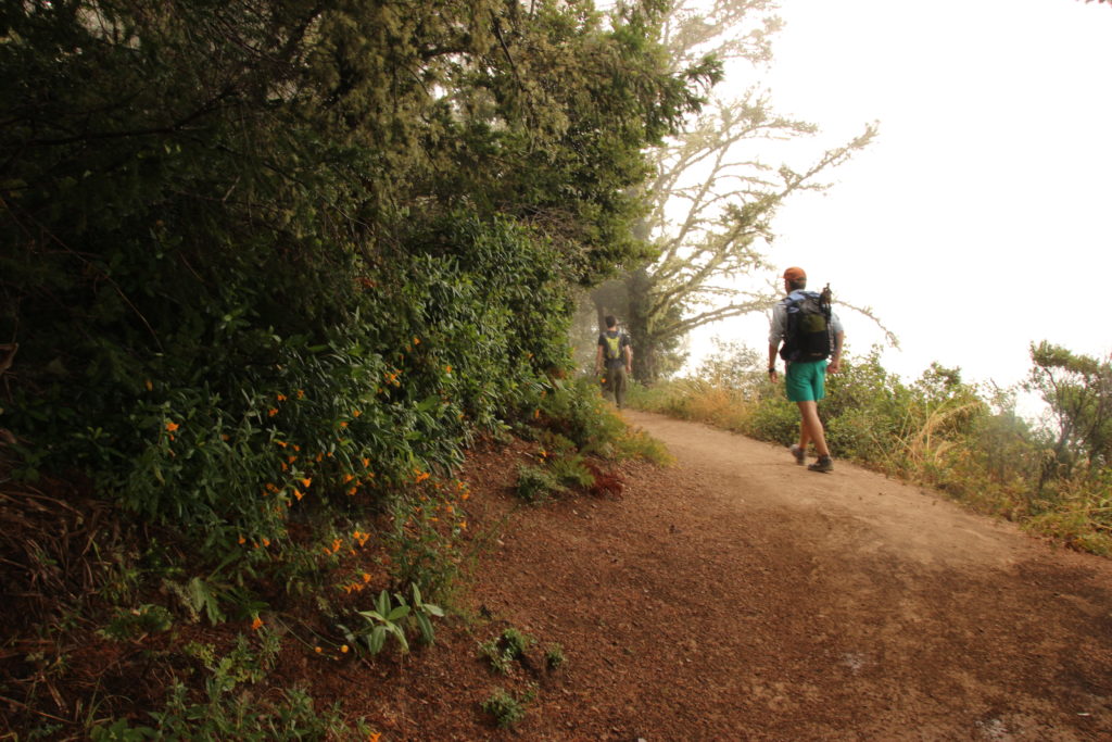 Purisima Creek Redwoods trail