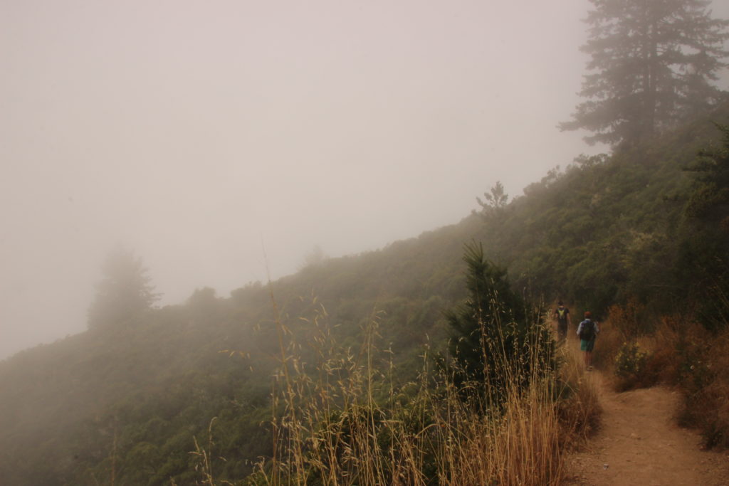 Into the fog: Purisima Creek Redwoods