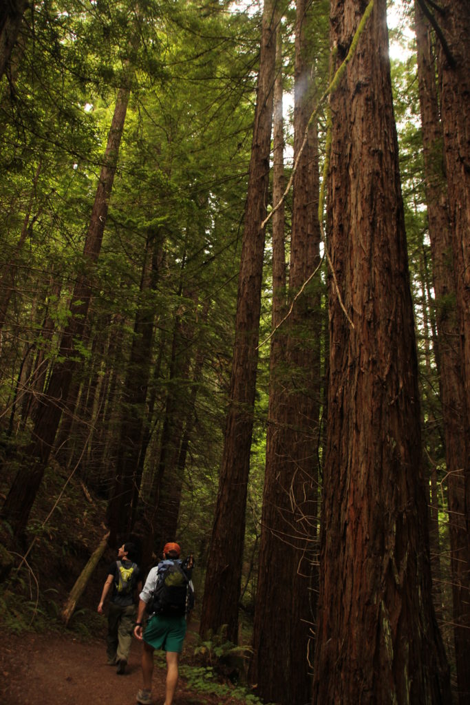 Purisima Creek Redwoods loop