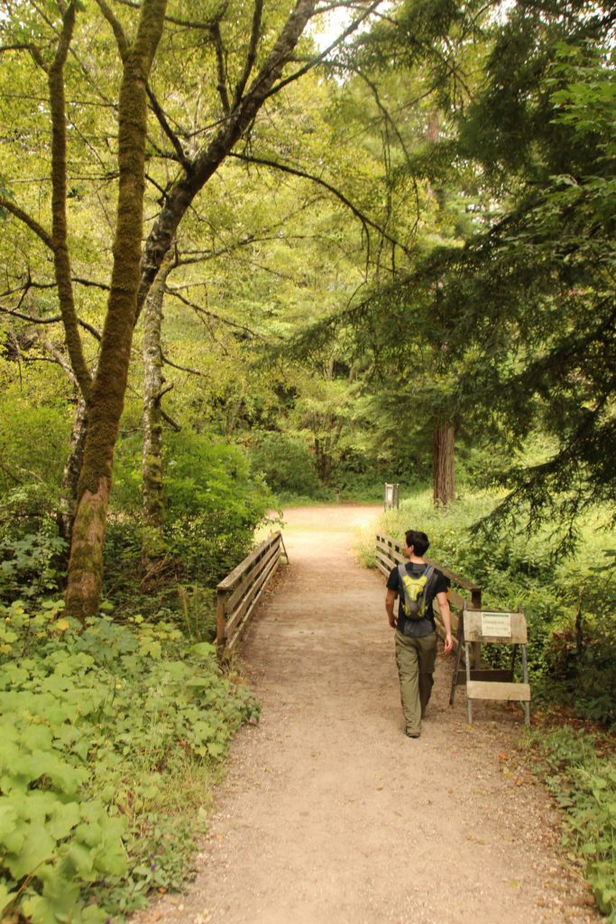 Purisima Creek Redwoods trail