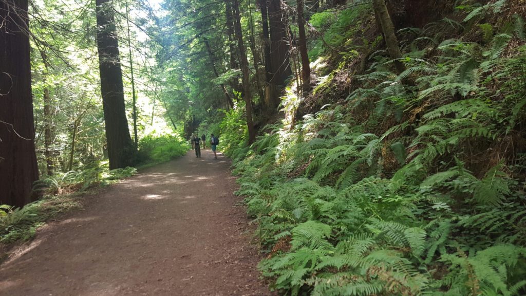 Purisima Creek Redwoods and Ferns