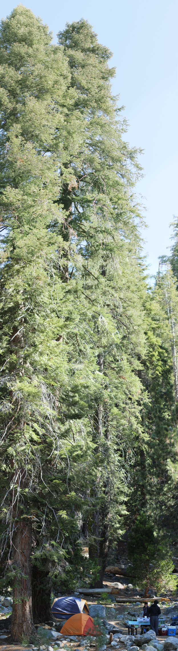 Sequoia & King’s Canyon National Park Lodgepole Campground