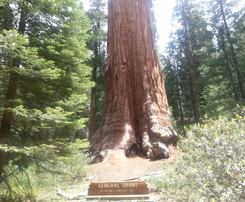 Sequoia and King’s Canyon National Park: Points of Interest