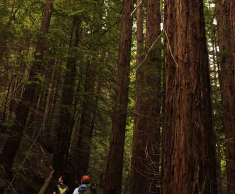 Purisima Redwoods Loop